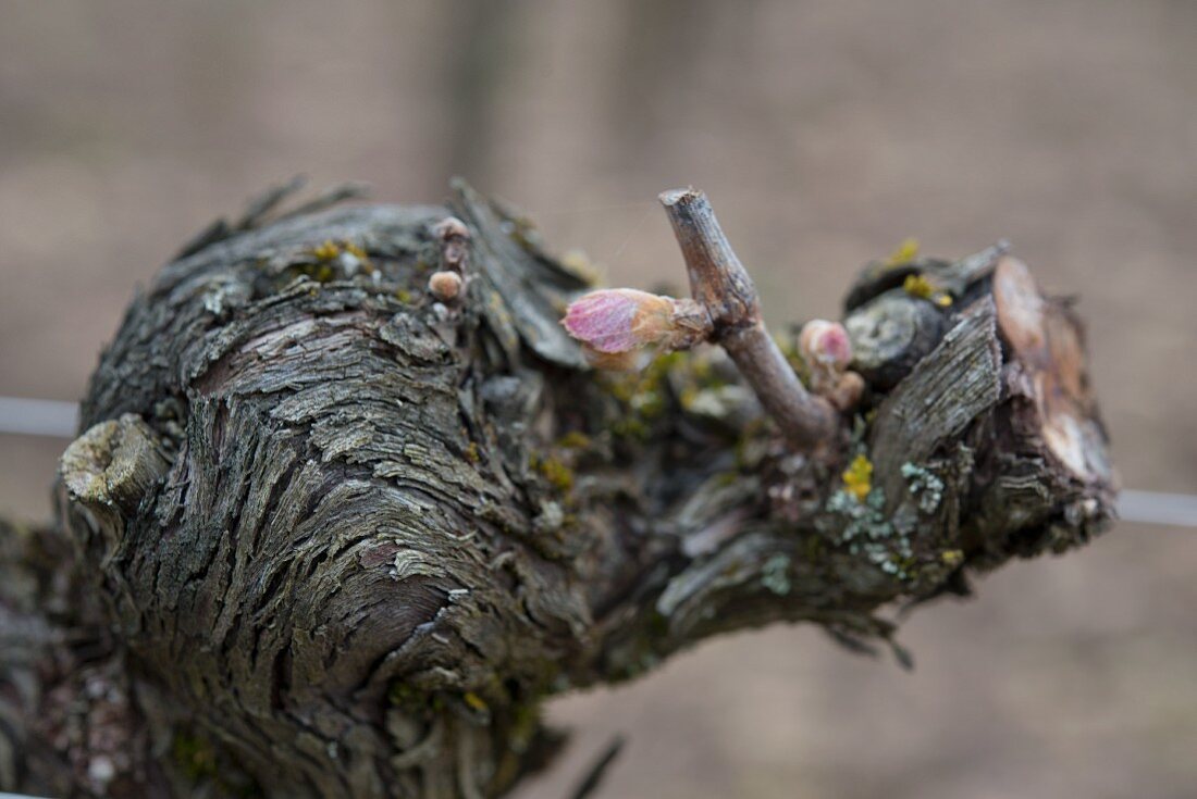 An old Merlot vine with first buds at Chateau Le Pin (Bordeaux, France)