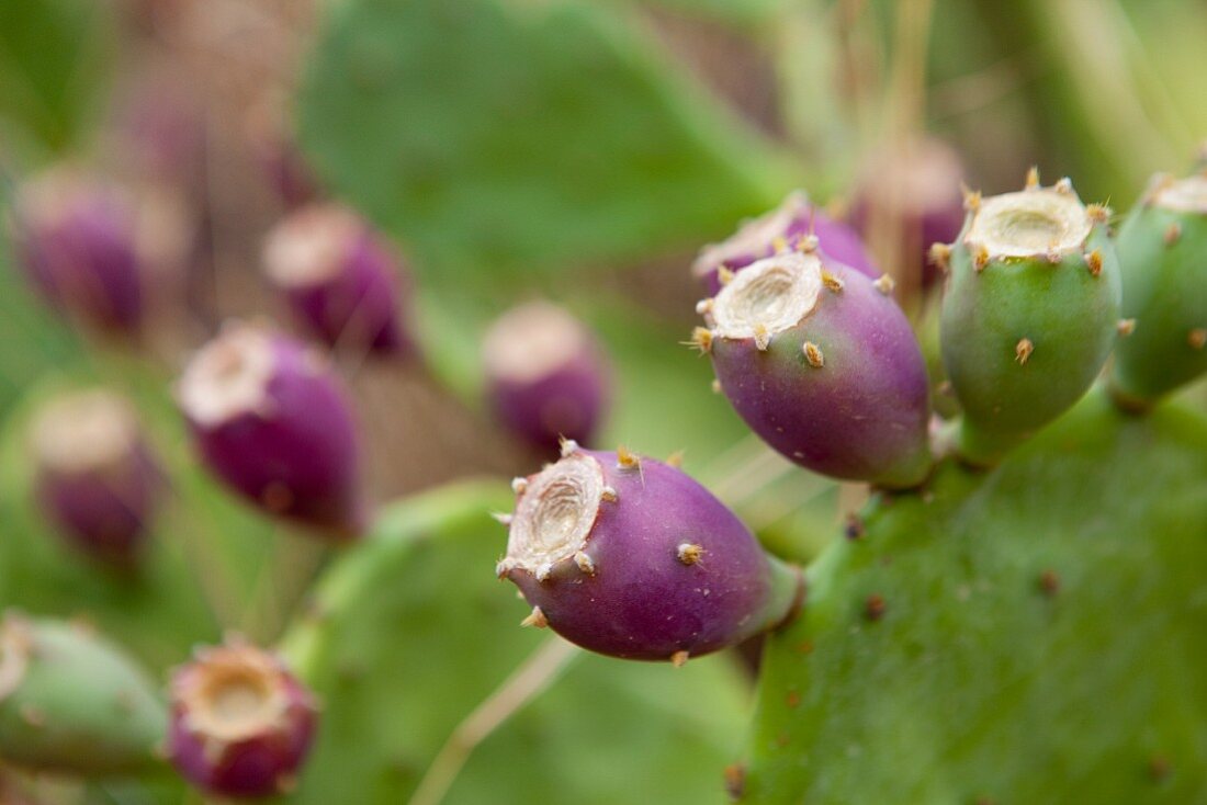 Prickly pears on a cactus