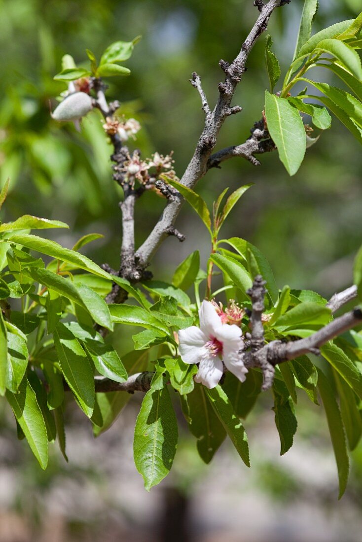 Mandelblüten am Zweig