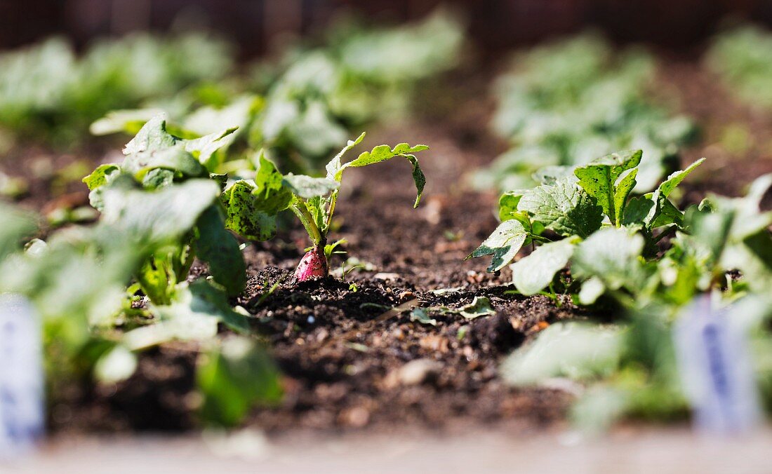 Junge Radieschenpflanzen im Gemüsebeet