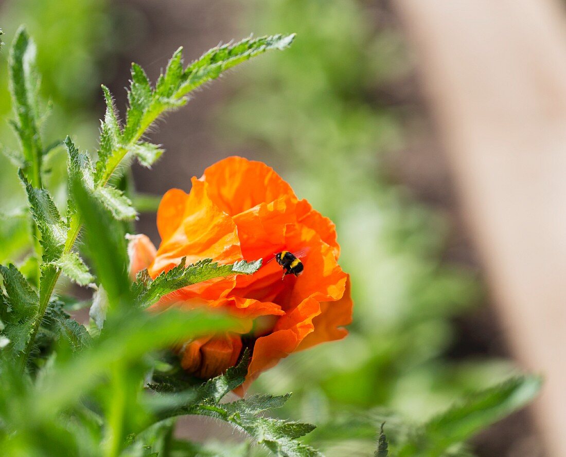A bumblebee flying into an orange cress flower