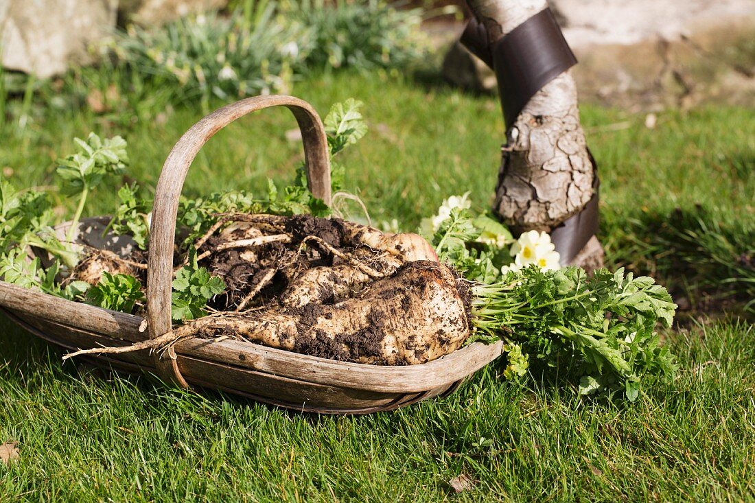 Frisch geerntete Petersilienwurzeln in Holzkorb im Garten