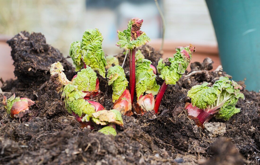 Junge Rhabarberpflanzen im Gartenbeet