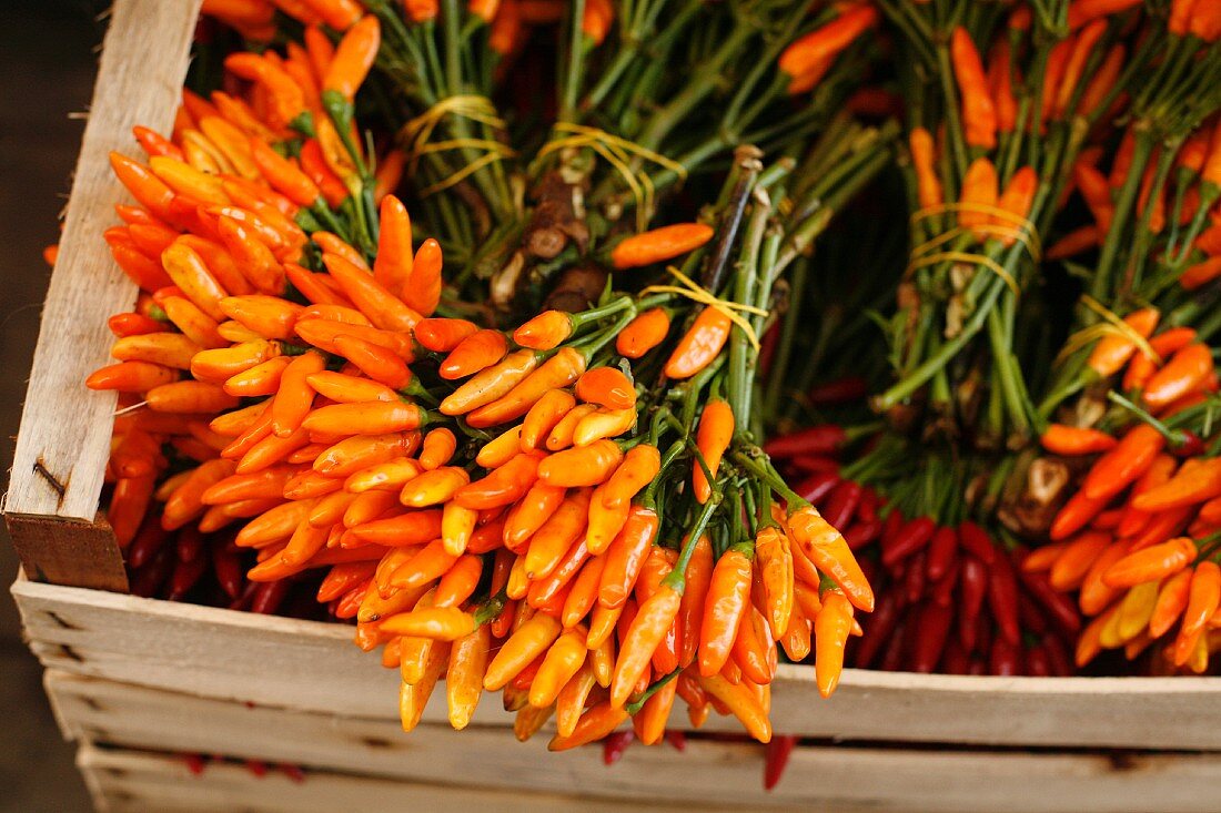 Gebündelte frische Chilischoten in Steige auf dem Markt