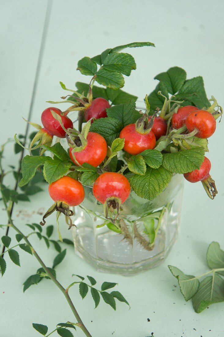 Branches of rose hips in glass of water