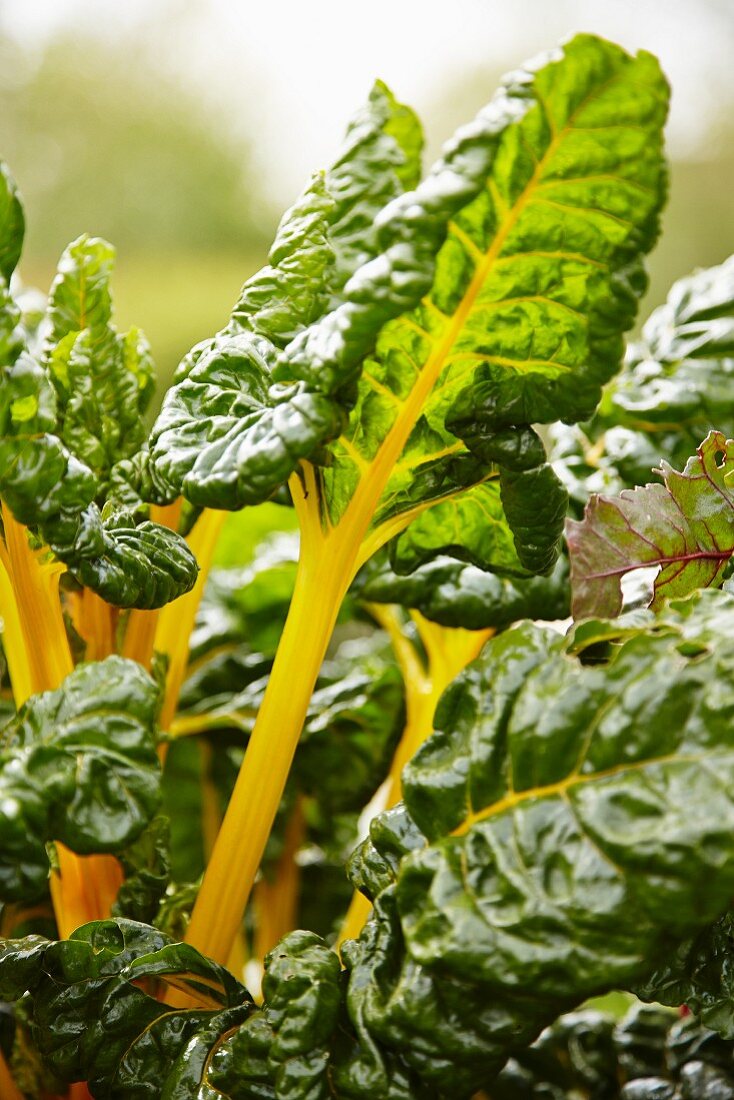 Yellow-stemmed chard growing in a garden