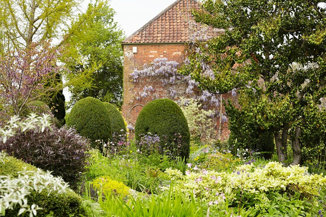 Flowering herbaceous borders, topiary shrubs and trees in front of wisteria-covered house facade