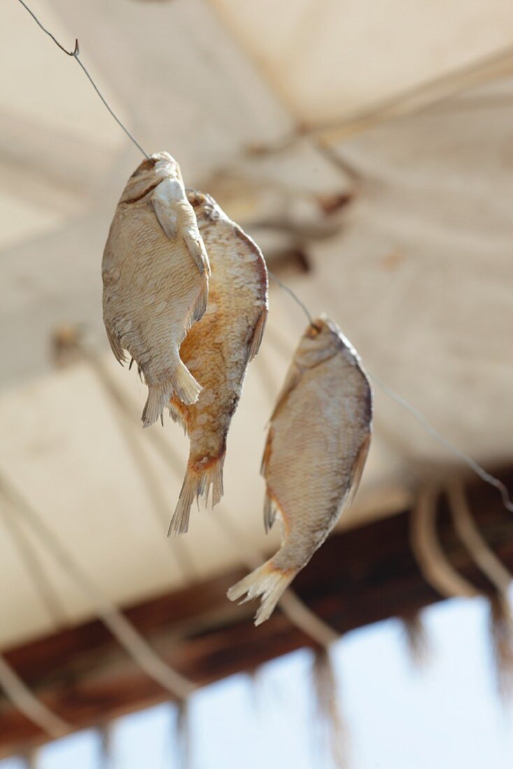 Getrocknete Fische hängen auf Draht