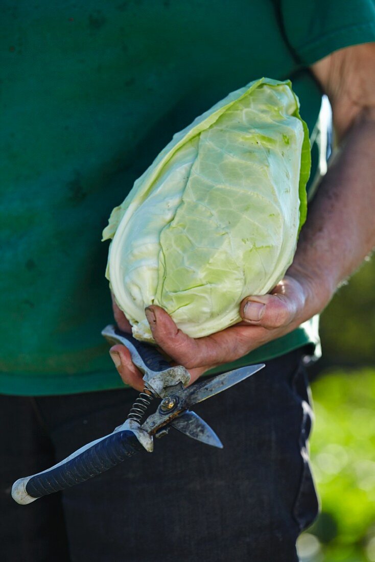 A man with a freshly harvested pointed cabbage and a pair of garden shears
