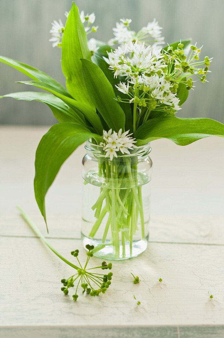 Fresh wild garlic with flowers in a glass of water