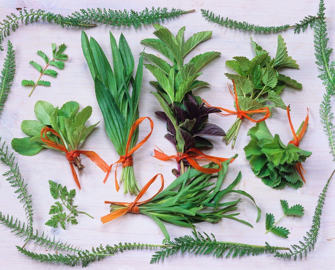 An arrangement of herbs with fresh bunches of herbs