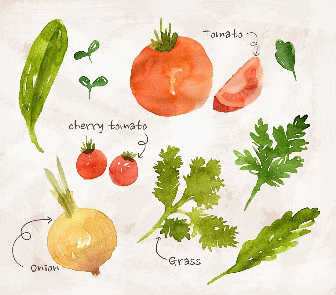 Gemüsestillleben mit Zwiebeln & Tomaten (Illustration)
