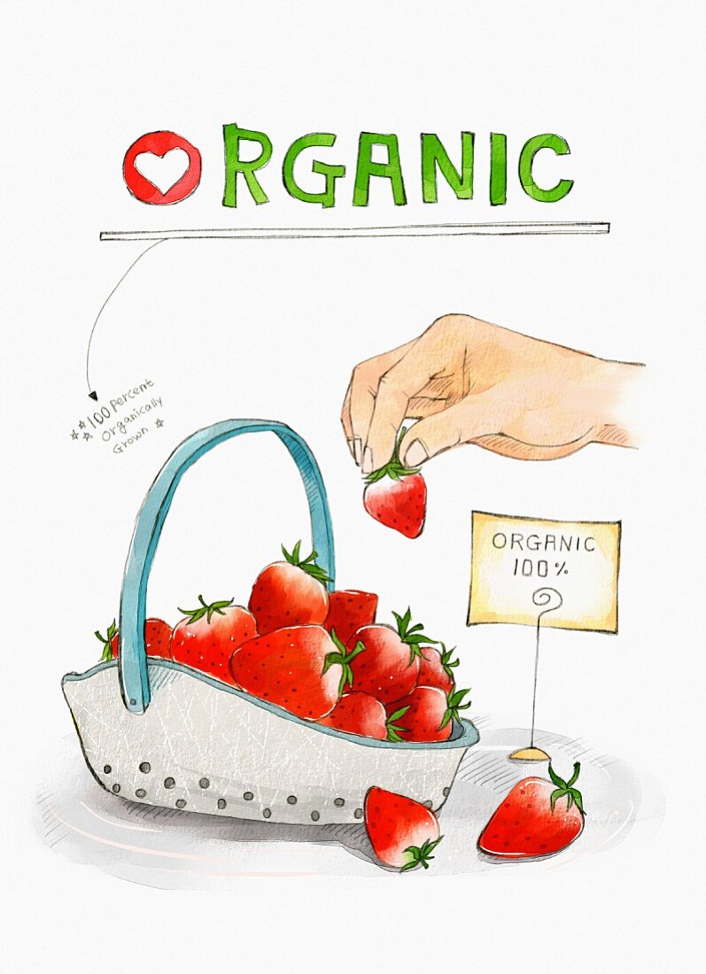 Organic strawberries (illustration)