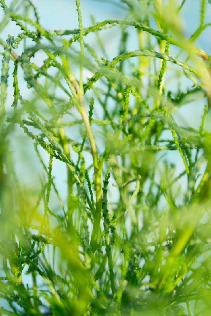 Green santolina (close-up)