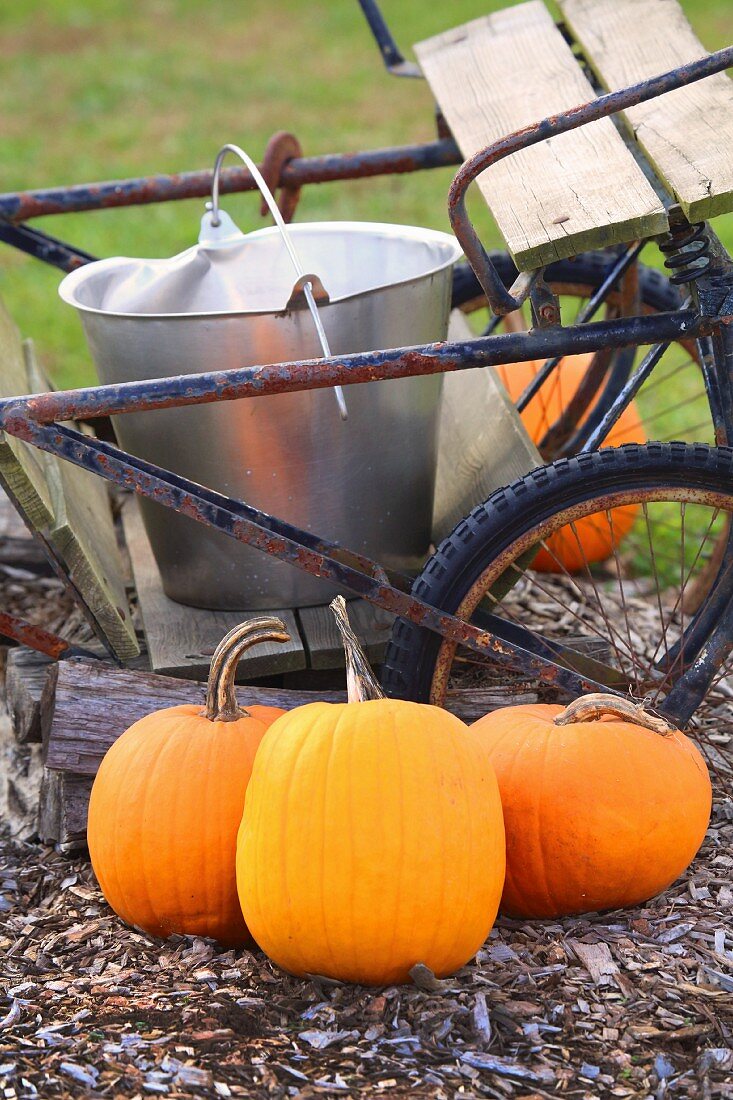 Orange pumpkins on floor in front of trailer