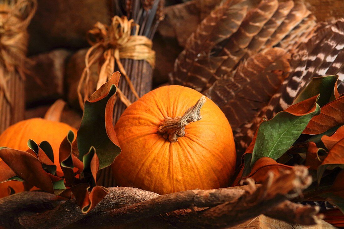 Herbstliches Stillleben mit Kürbissen und Vogelfedern