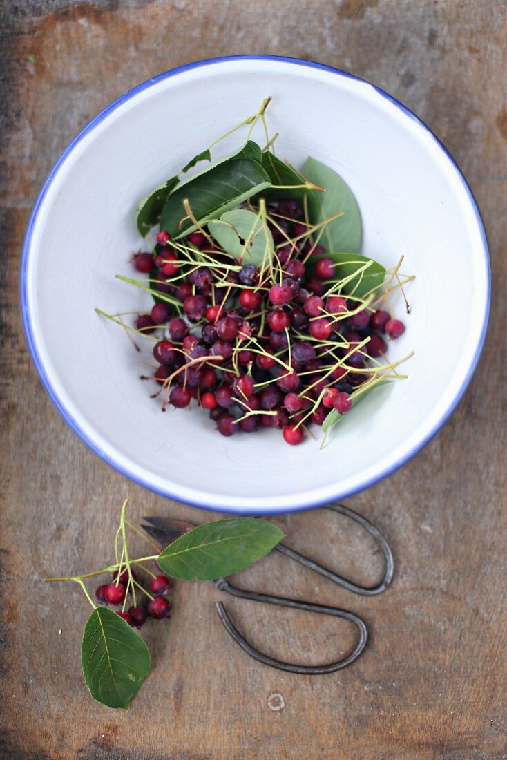 Juneberry fruits in an enamel bowl with a pair of vintage scissors