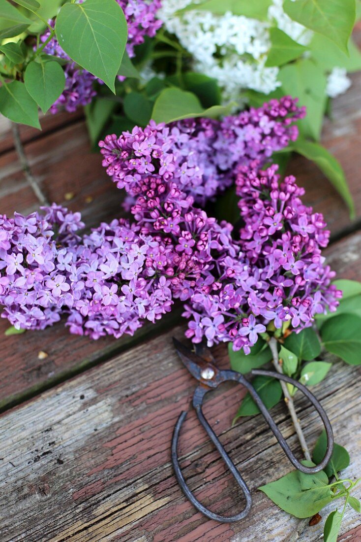Branches of flowering lilac and shears on weathered wooden table