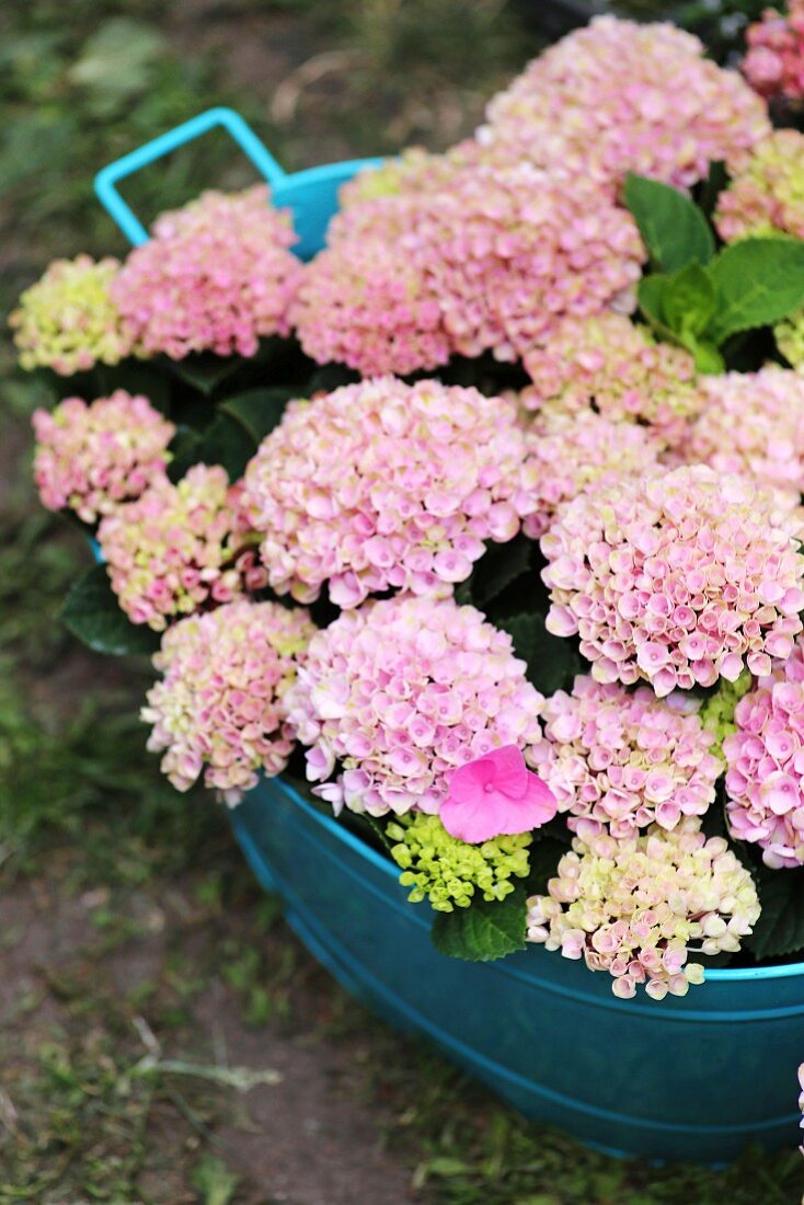 Hydrangea of variety 'Magical Revolution Pink' in blue metal tub
