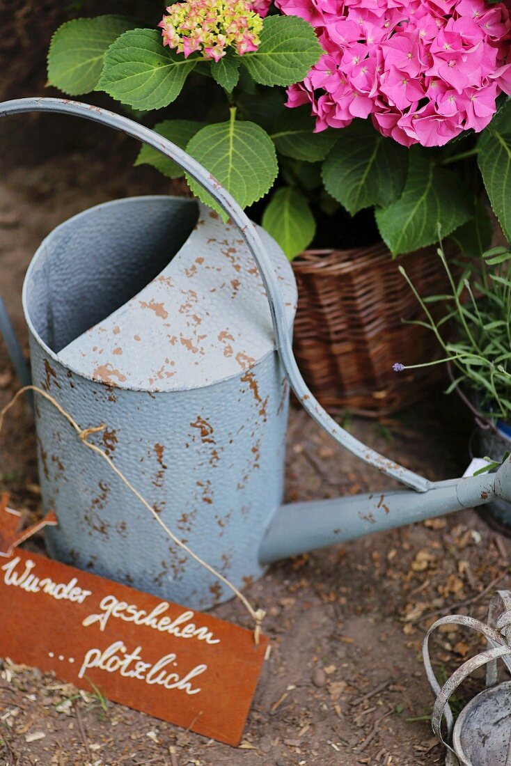 Zinc watering can in front of mophead hydrangea and motto on rusty sign