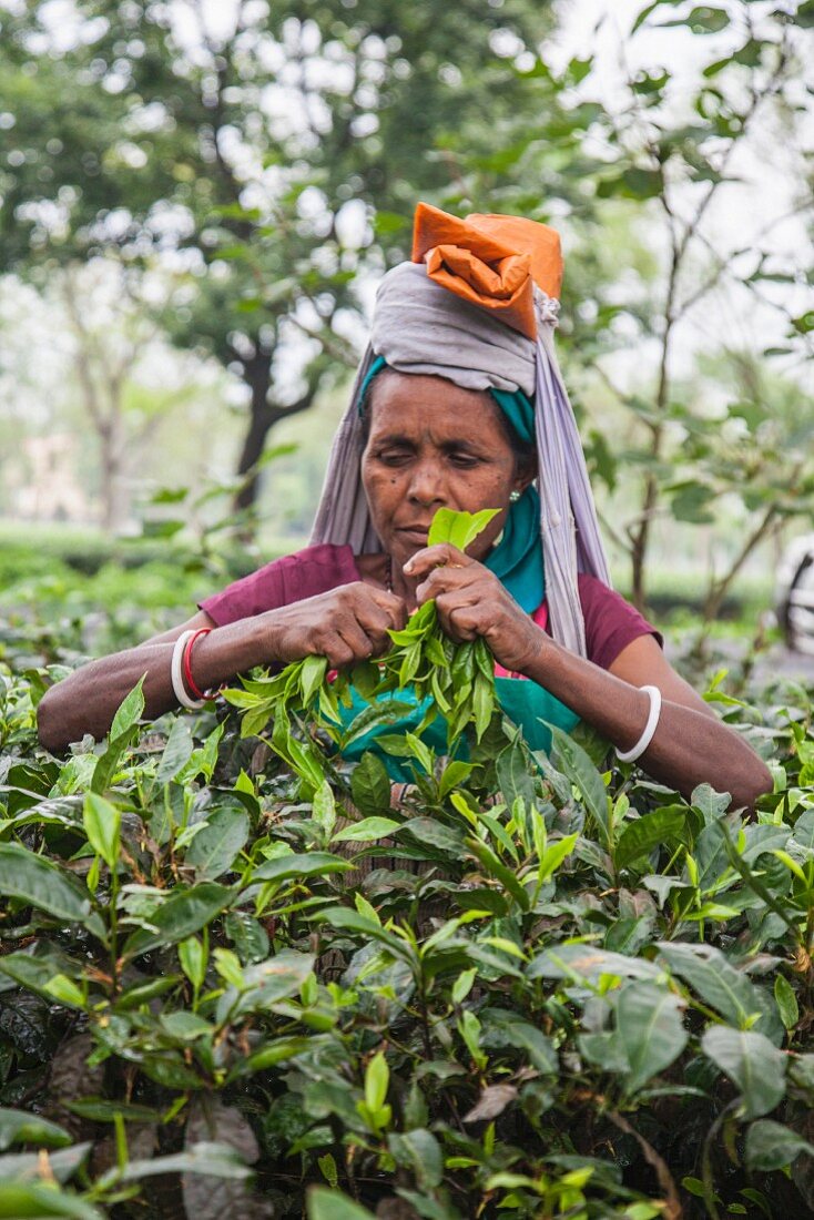 Frau bei der Teeernte, Bagdogra, Darjeeling, Indien