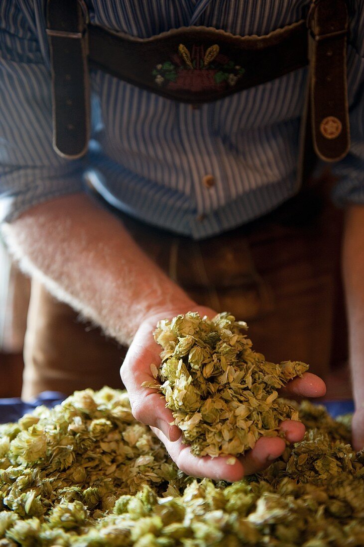 Checking hops umbels for a beer brewery (Germany)