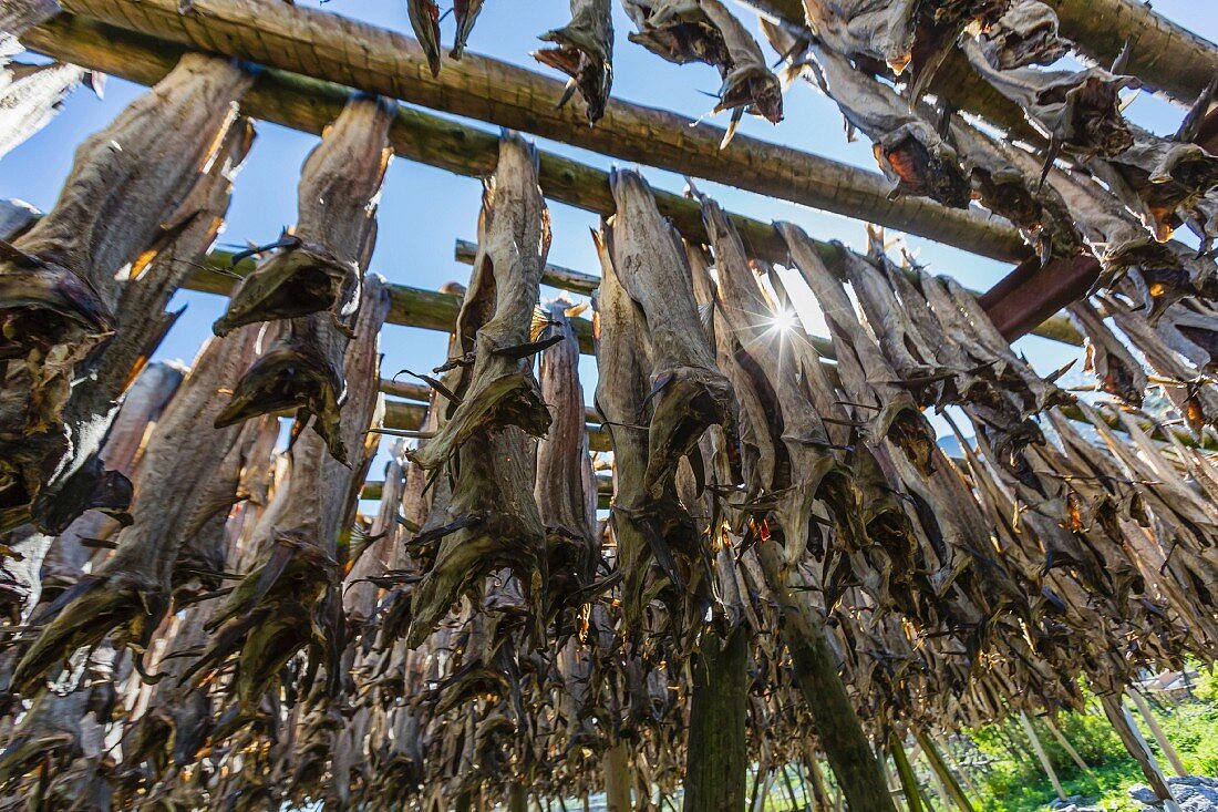 Cod hanging on a large wooden frame to dry in a fishing village on the Lofoten Isles, Norway