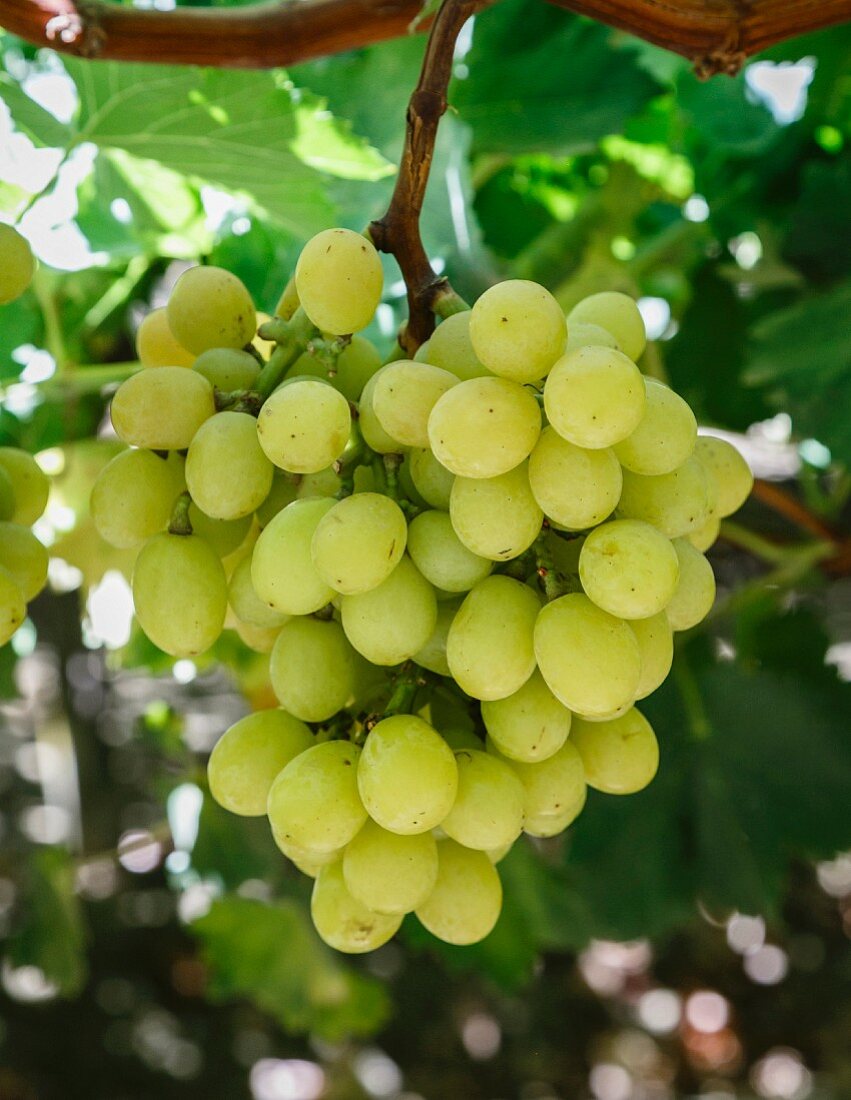 Green grapes in San Joaquin Valley, California