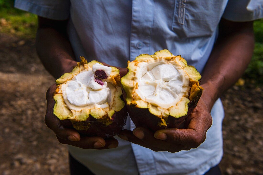 Mann hält eine offene Kakaobohne auf der Plantage Roca Monte Café, Sao Tome, Afrika