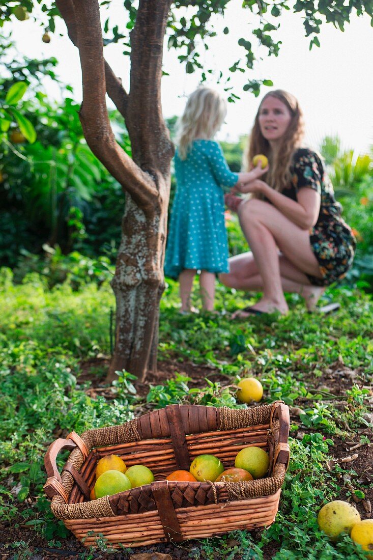 A little girl giving her mother a freshly picked orange in a garden