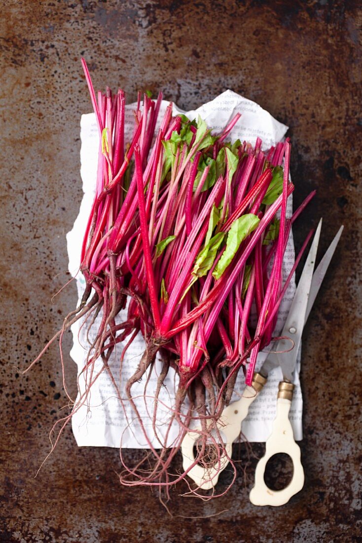 Young beetroots on a piece of newspaper with scissors