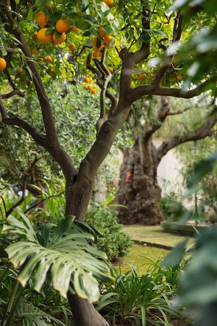An orange tree in the garden of a finca, Majorca