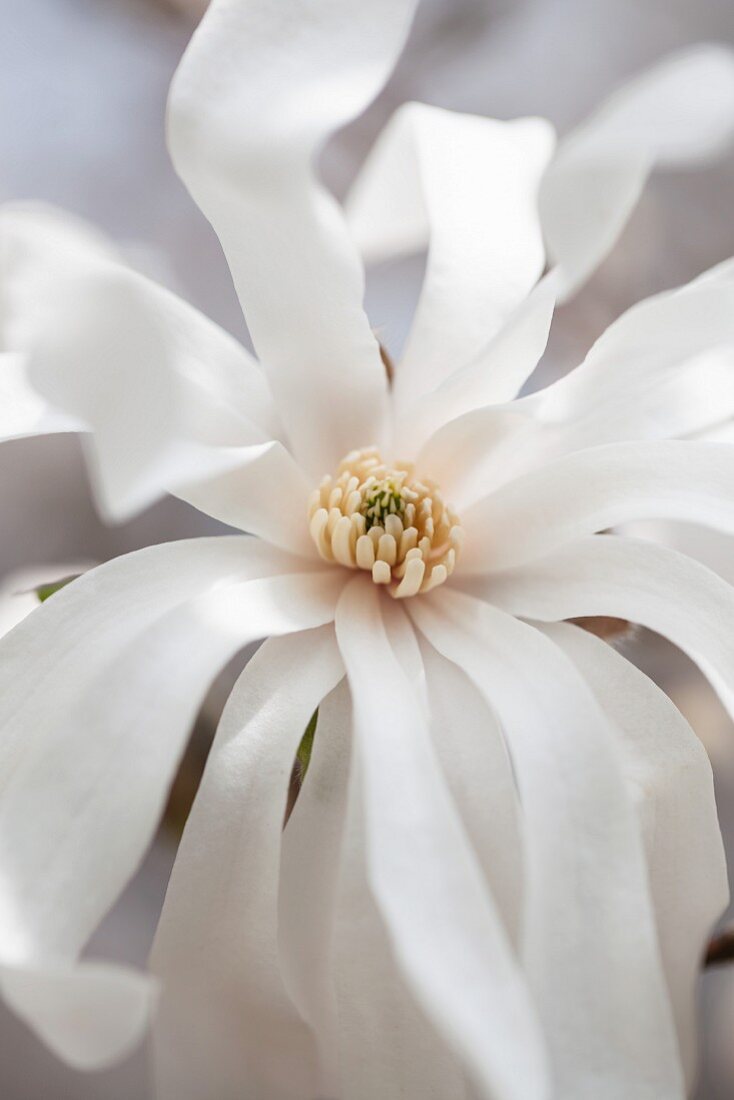 Sternmagnolienblüte (Magnolia stellata) am Zweig (Close Up)