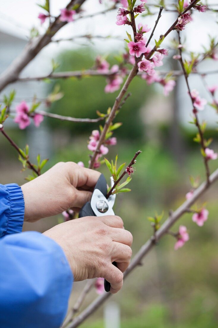 Cutting flowering branches from tree