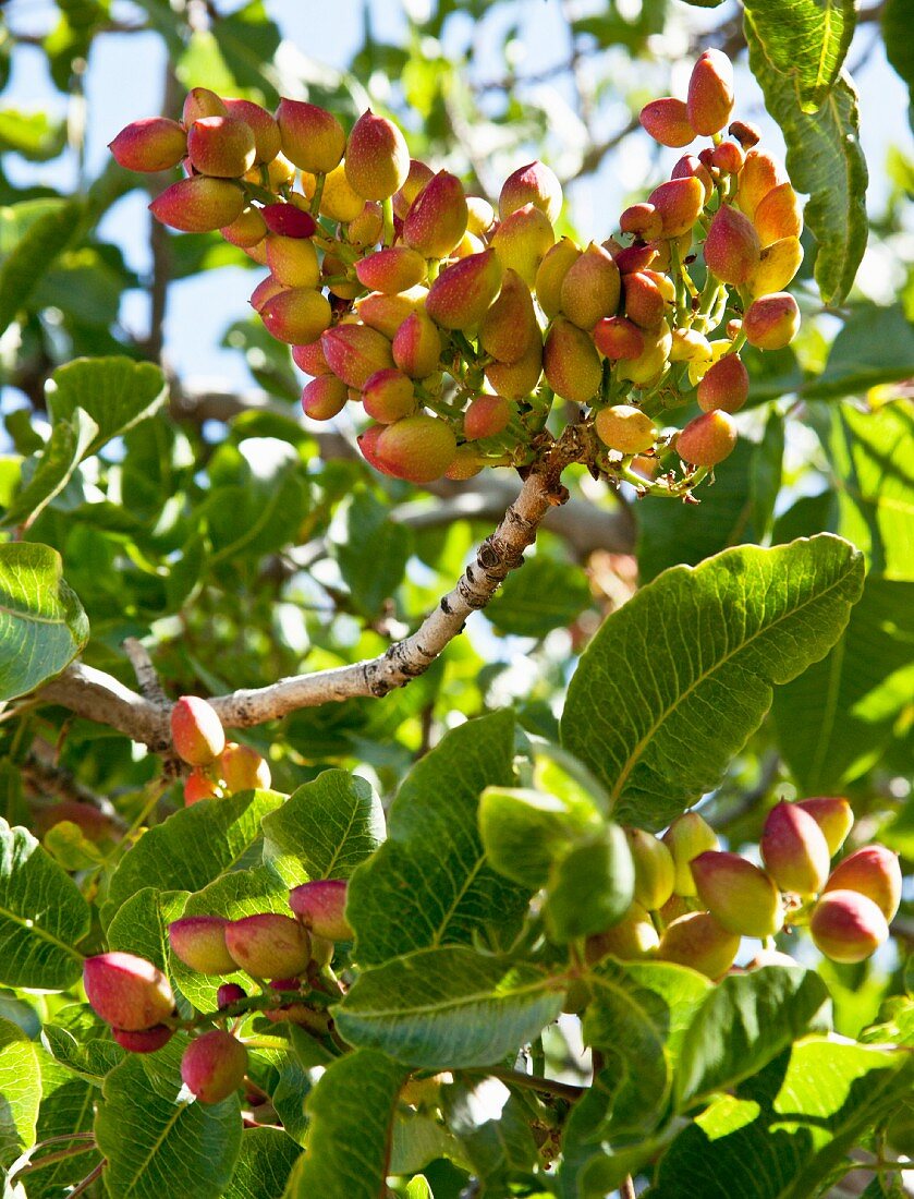 Pistachios on the tree