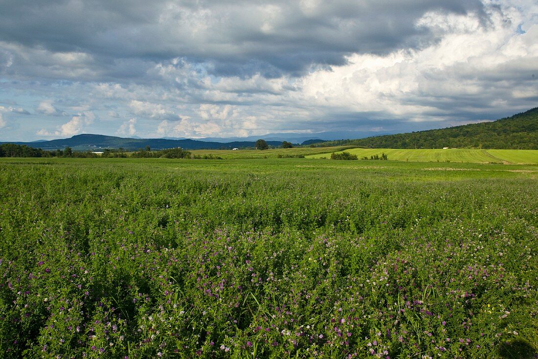 A clover-field with a cloudy sky (Vermont, USA)