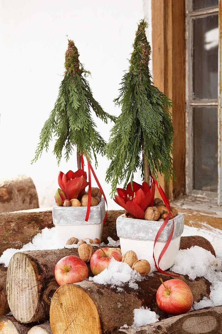 Kleine Weihnachtsbäumchen aus Thuja-Zweigen in Blumentöfen mit Amaryllis, Nüssen und Äpfeln auf einem Holzstapel