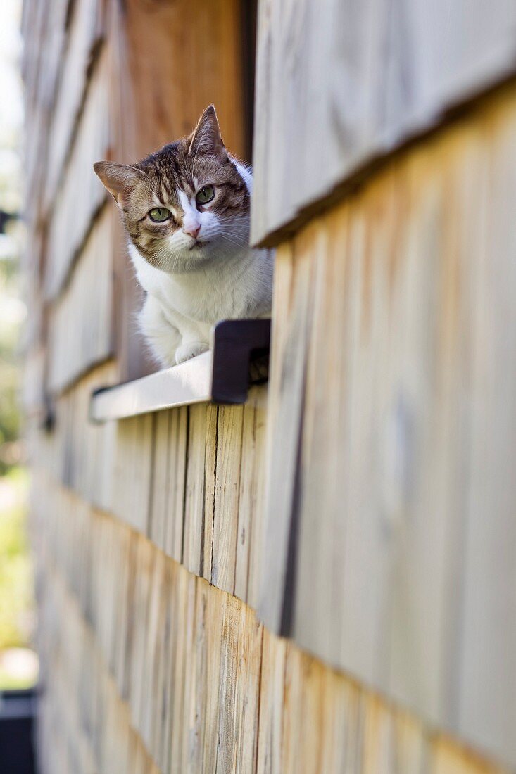 Cat sitting on windowsill