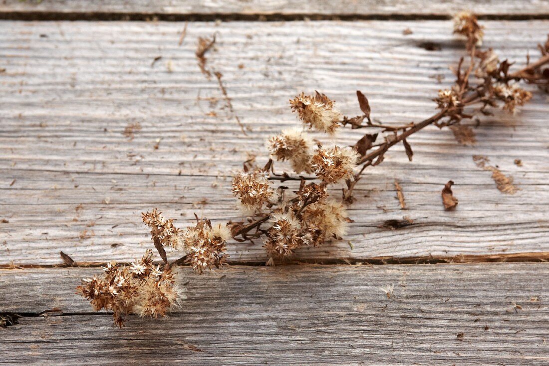 Sprig of dried flowers on wooden surface