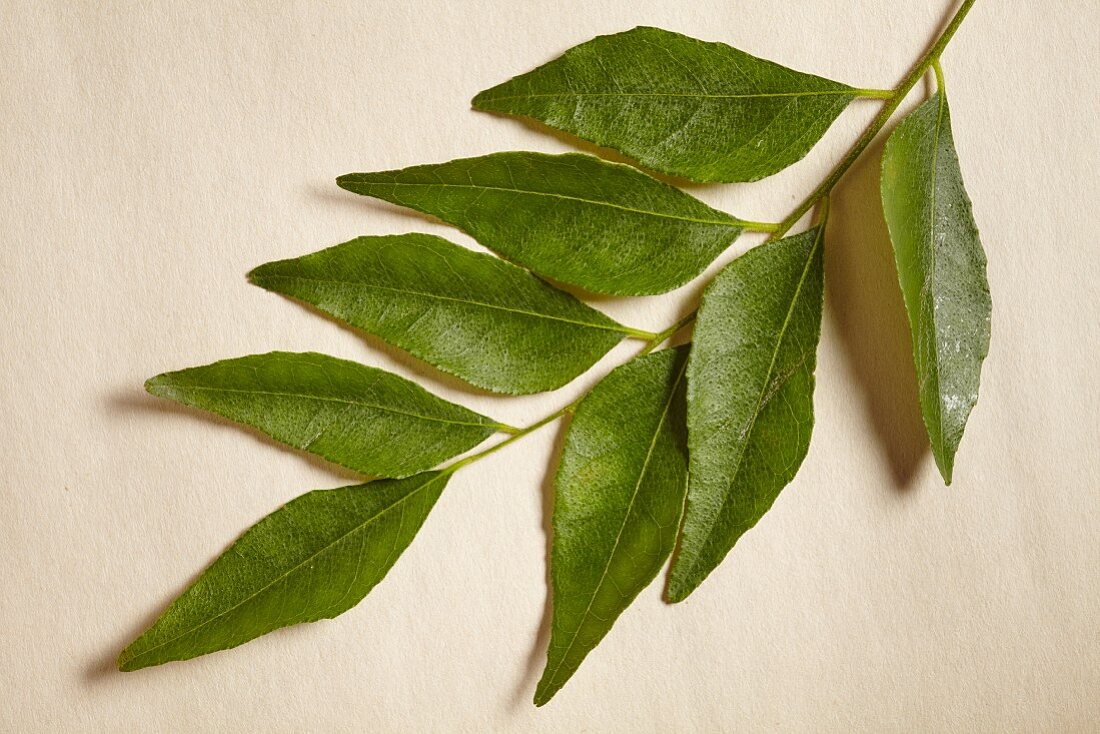 A sprig of fresh curry leaves