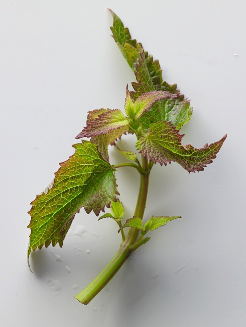 Fresh anise hyssop