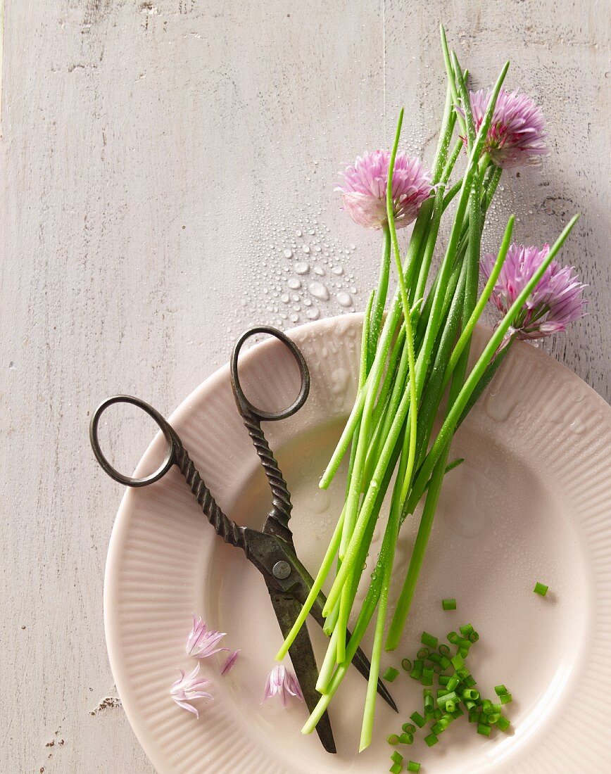 Fresh chives with flowers and a pair of scissors