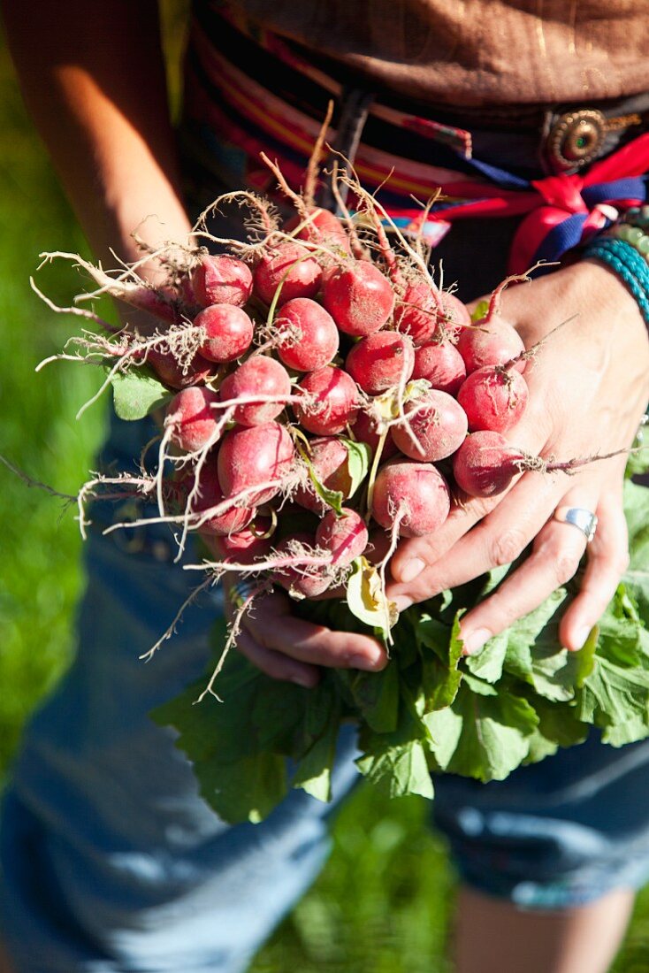 A woman holding fresh red radishes