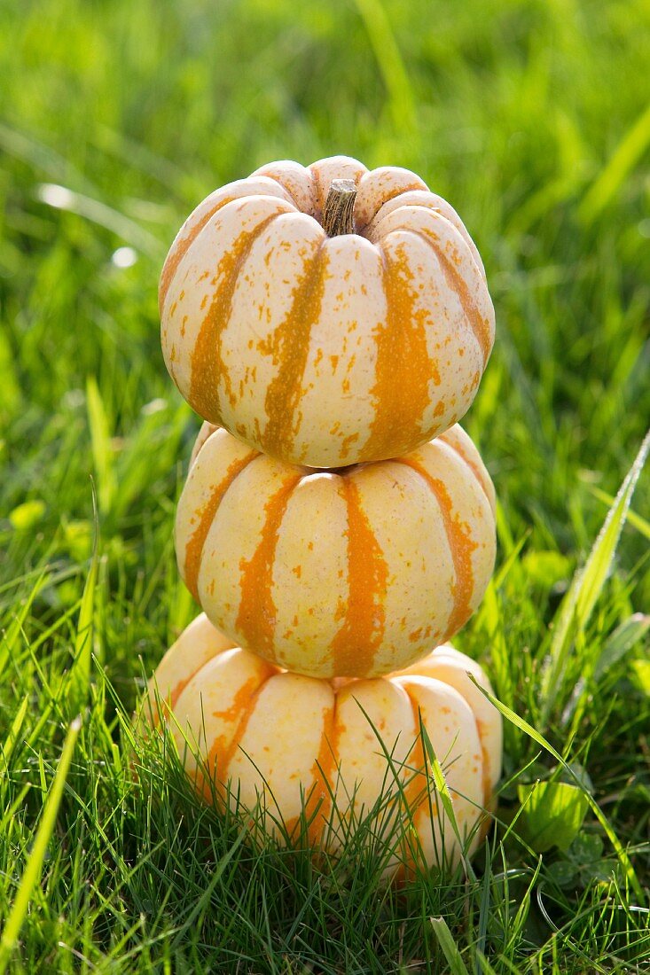 Three ornamental pumpkins stacked on grass