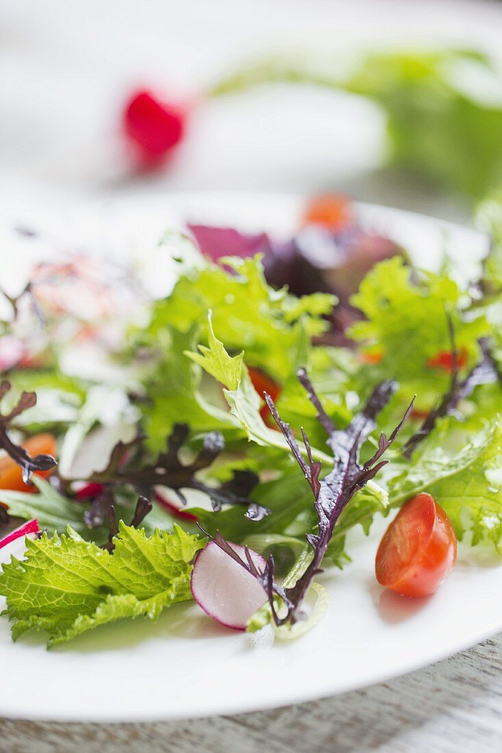 Junger Asia-Salat mit Radieschen und Cocktailtomaten