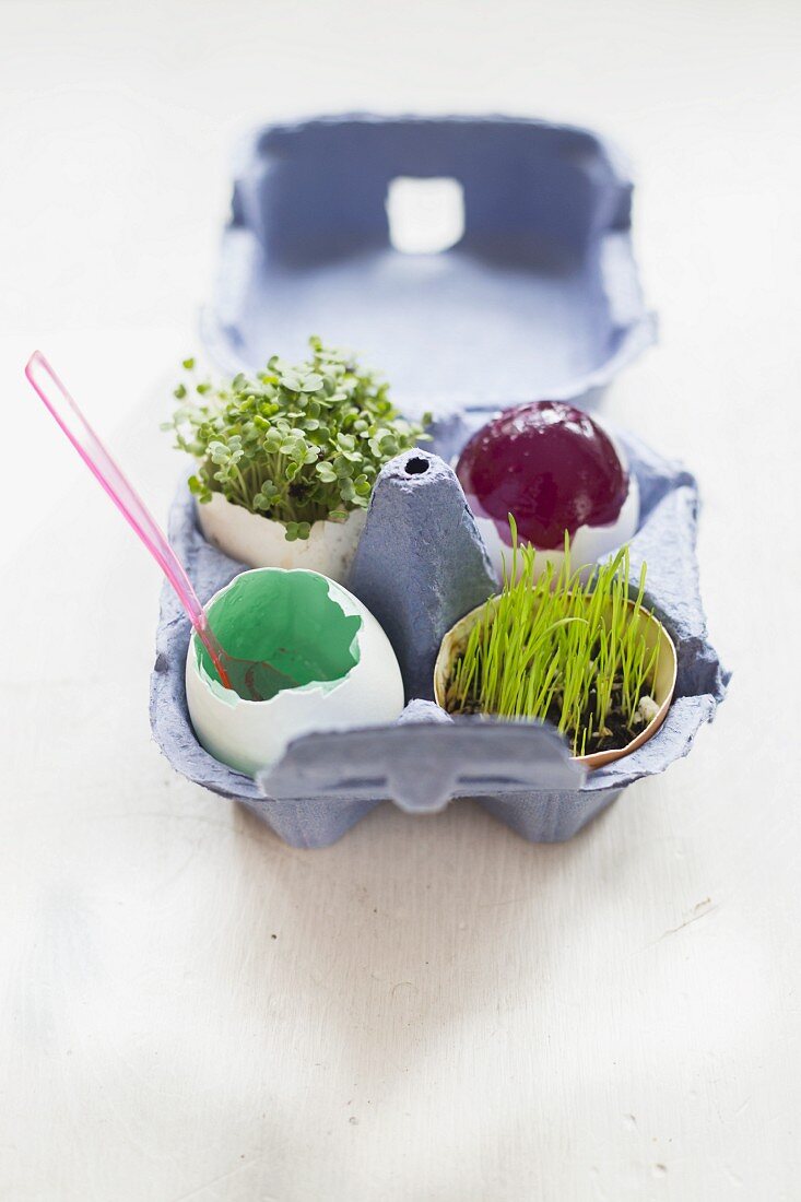 Easter eggs filled with jelly, wheat grass and rocket sprouts
