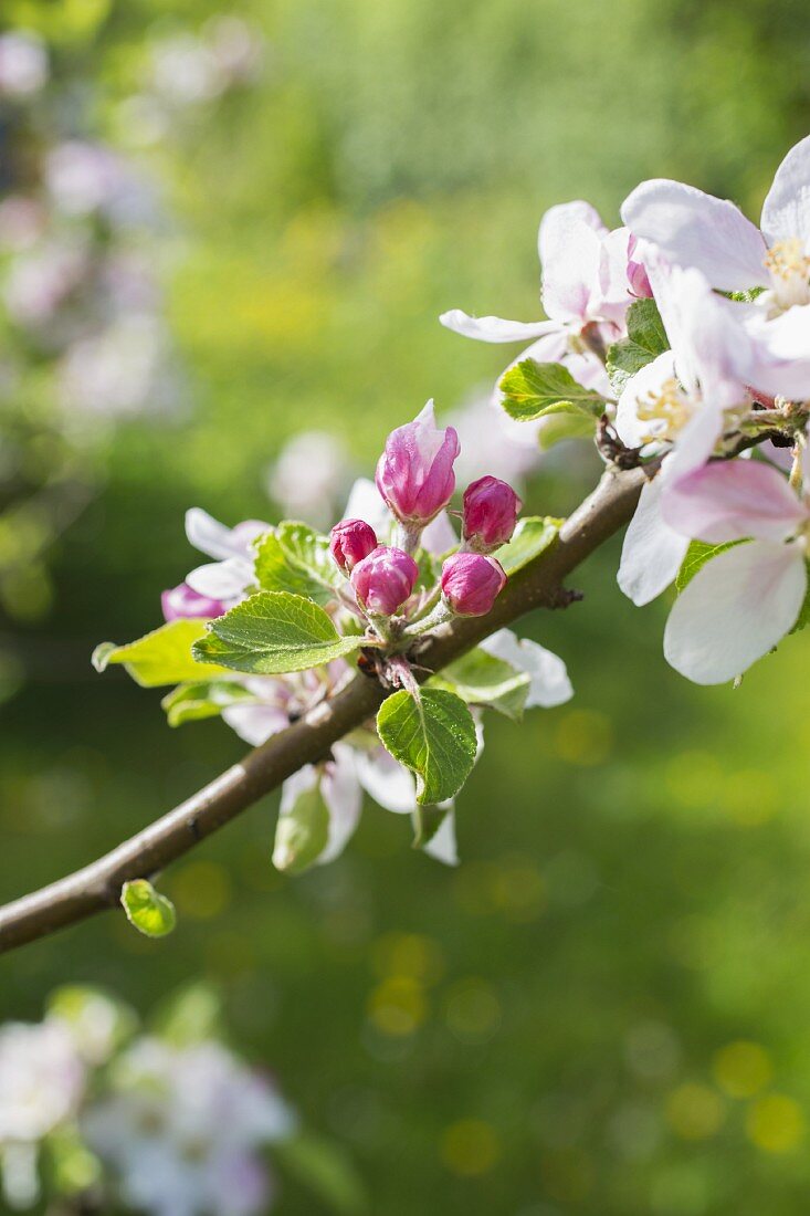 Apple blossom