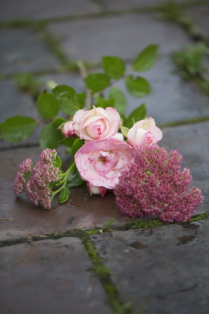 Kletterrose mit Fetter Henne (Sedum) auf Steinboden