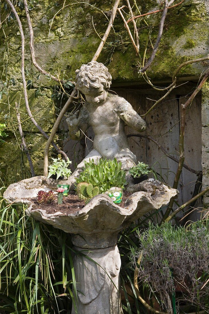 Old birdbath with clam shell and cherub planted with cacti and succulents