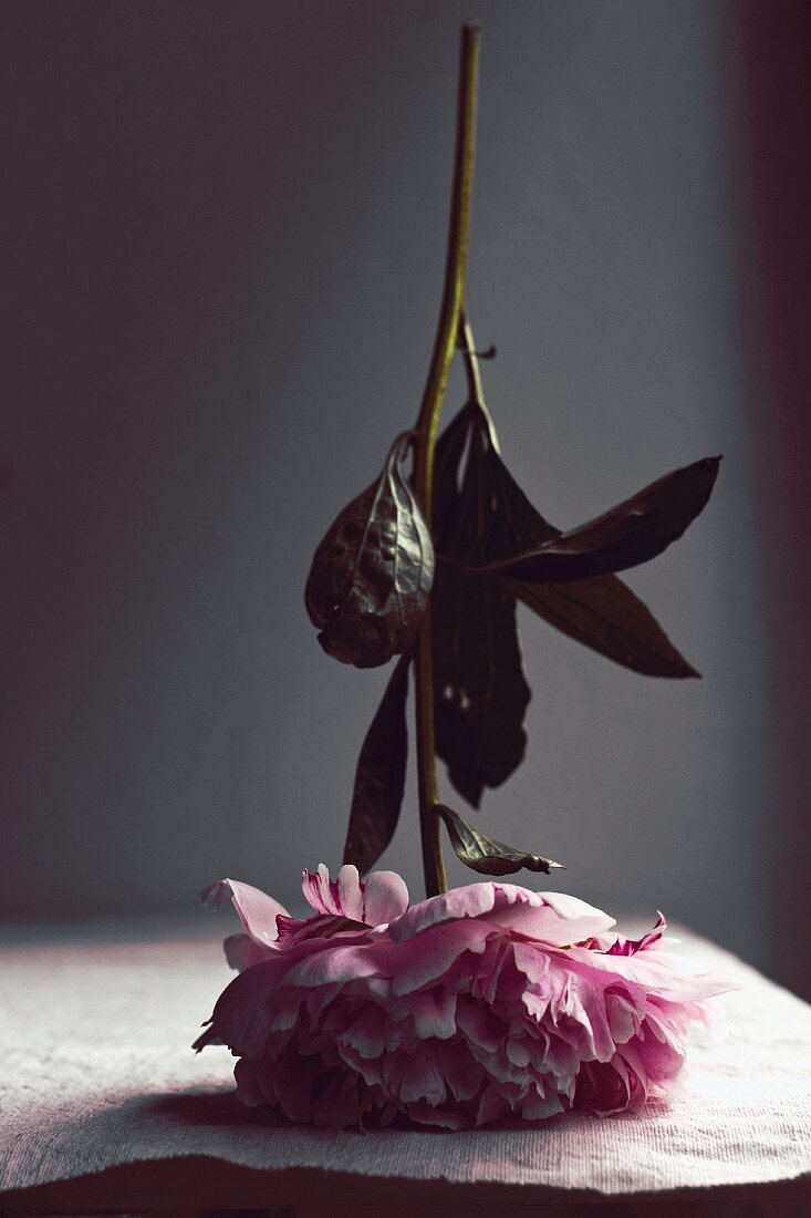 Peony stood upside down on flower